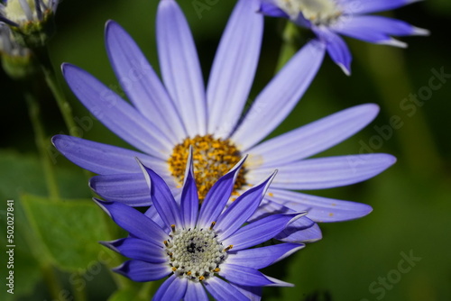 Sky Blue Aster (Aster azureus) |purple and yellow flower