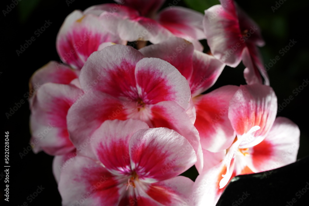 red and white Pelargonium flower red and white Pelargonium flower