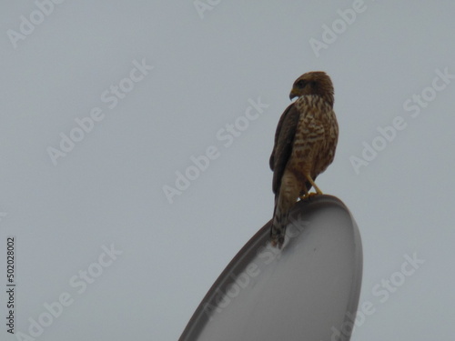 Aves