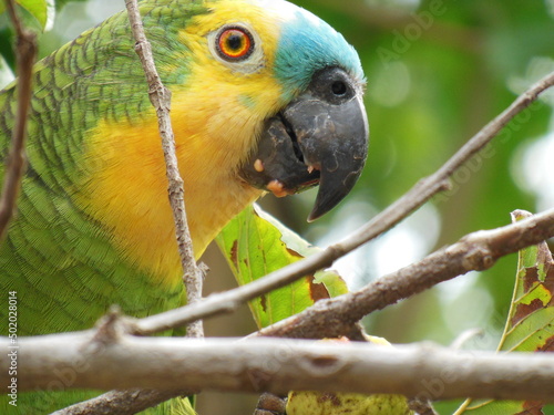 Papagaio