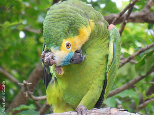 Papagaio