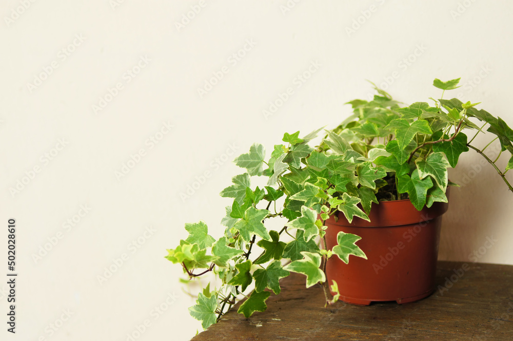 Home climbing plant on the table. Home climbing plant on the table.