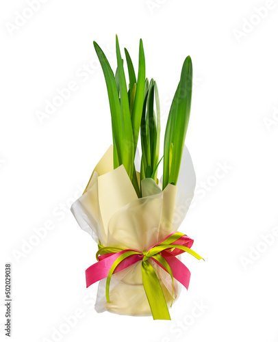 Green stems with swollen flower heads of unblown daffodils in decorative packaging with pink ribbon bow isolated on a white background
