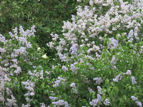 bush of exuberantly blooming blue lilac