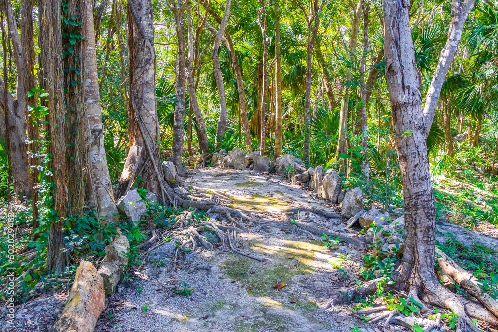 Tropical plants walking path natural jungle forest Puerto Aventuras Mexico. Tropical plants walking path natural jungle forest Puerto Aventuras Mexico.