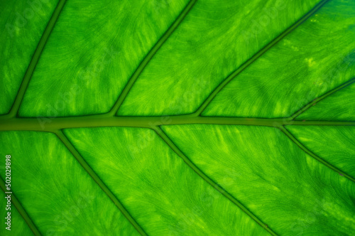 Green palm leaf with veins. Abstract, textured background. Copy space. Close-up. Bottom view.