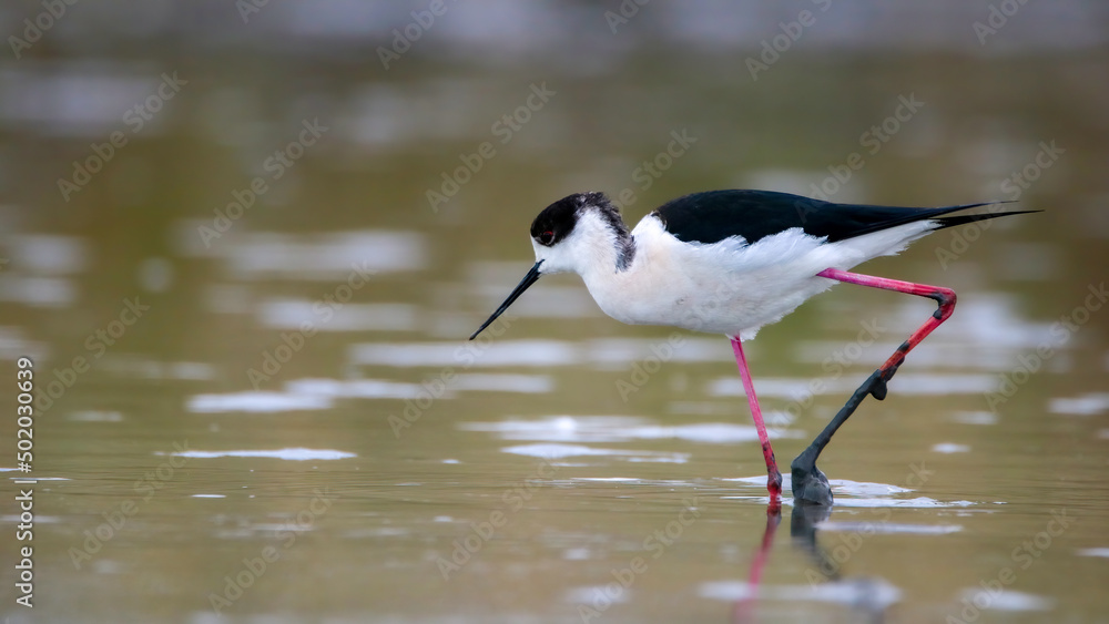 Fototapeta premium Black-winged stilt