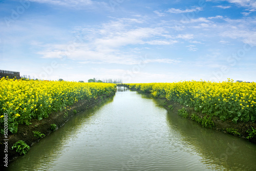Jiangsu province taizhou xinghua thousand crib scenic spot chock the rape field