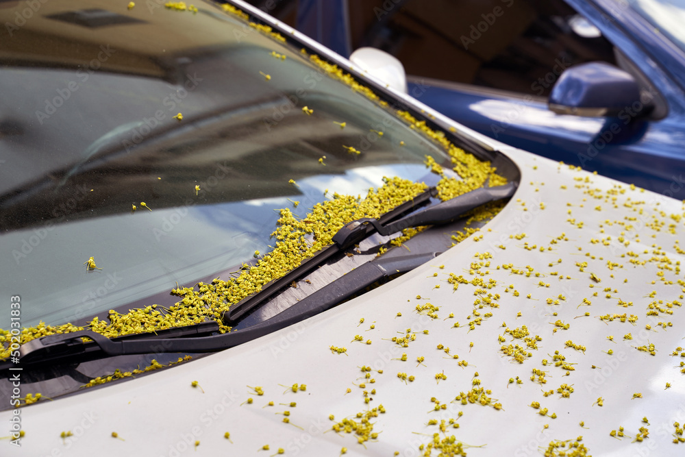 Car windscreen and wiper blade covered with small maple tree flowers in spring