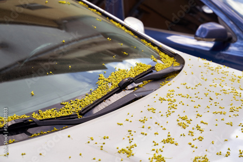 Obraz na płótnie Car windscreen and wiper blade covered with small maple tree flowers in spring w salonie