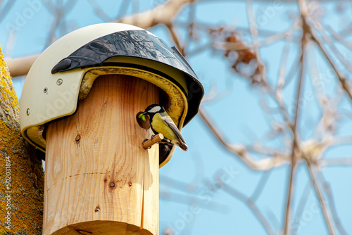 Fototapet Great Tit (Parus major) and DIY Nest box - birdhouse with a white retro motorcycle helmet as roof