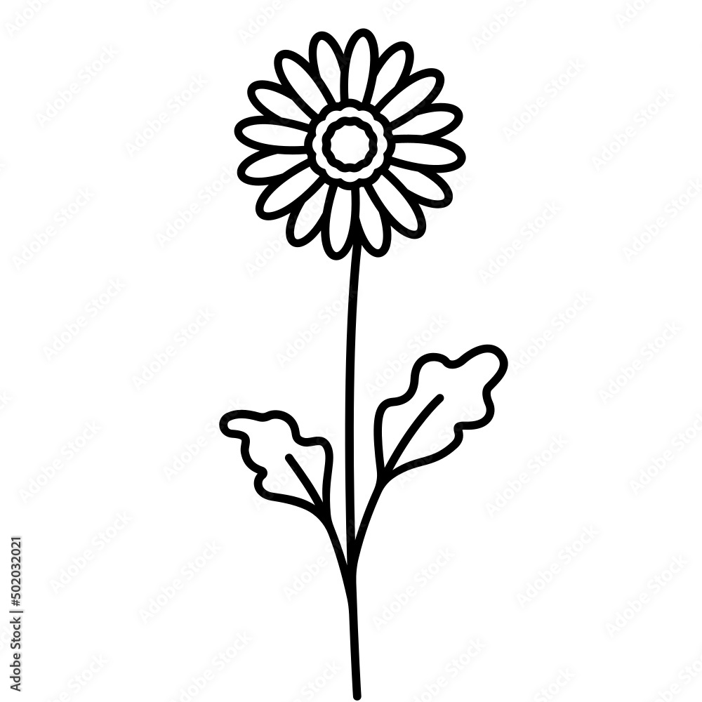 Gerbera Gerbera