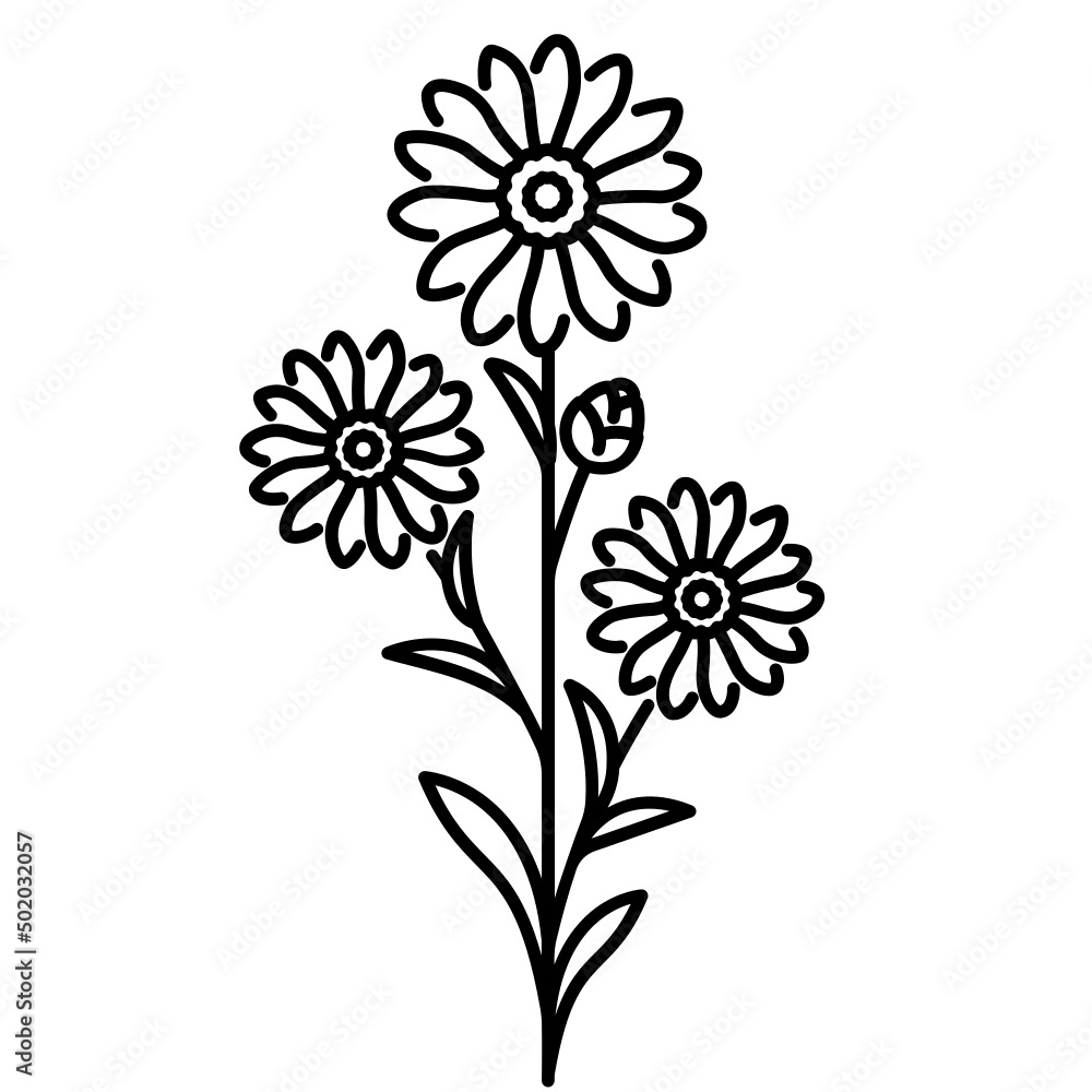 Aster Aster