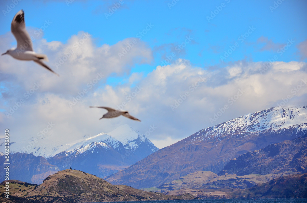 seagull in the sky