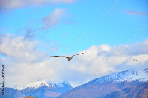 seagull in flight © YAOWEI