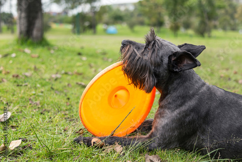 Schnauzer dog playing with an orange fresbee in the park photo
