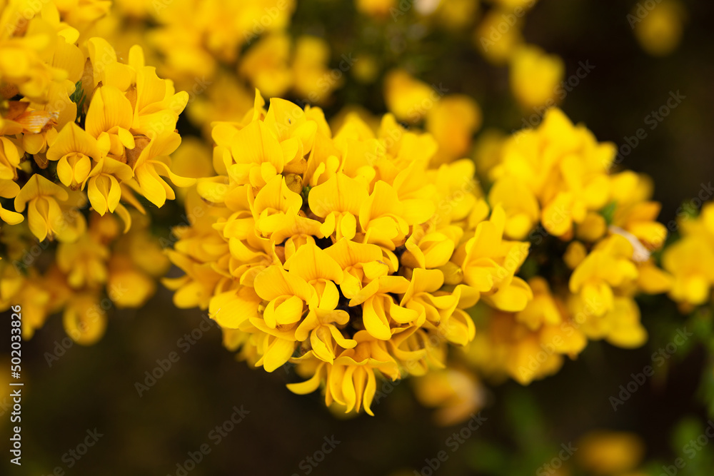 Common gorse, furze Ulex Europaeus flowering in early spring Common gorse, furze Ulex Europaeus flowering in early spring