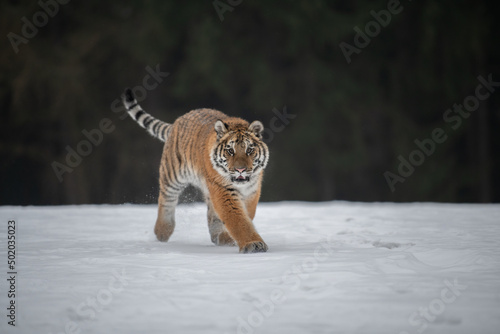 Siberian Tiger running in snow. Beautiful, dynamic and powerful photo of this majestic animal. Set in environment typical for this amazing animal. Birches and meadows © vaclav
