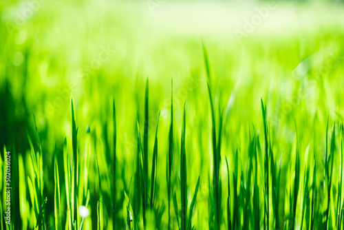Green grass field background, close up.