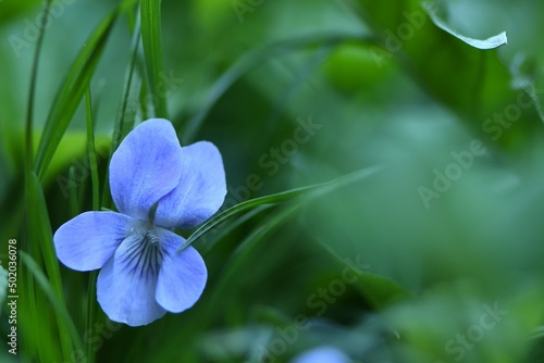 Niebieski fiołek ogrodowy (Violaceae) pośród trawy. Płytka głębia ostrości