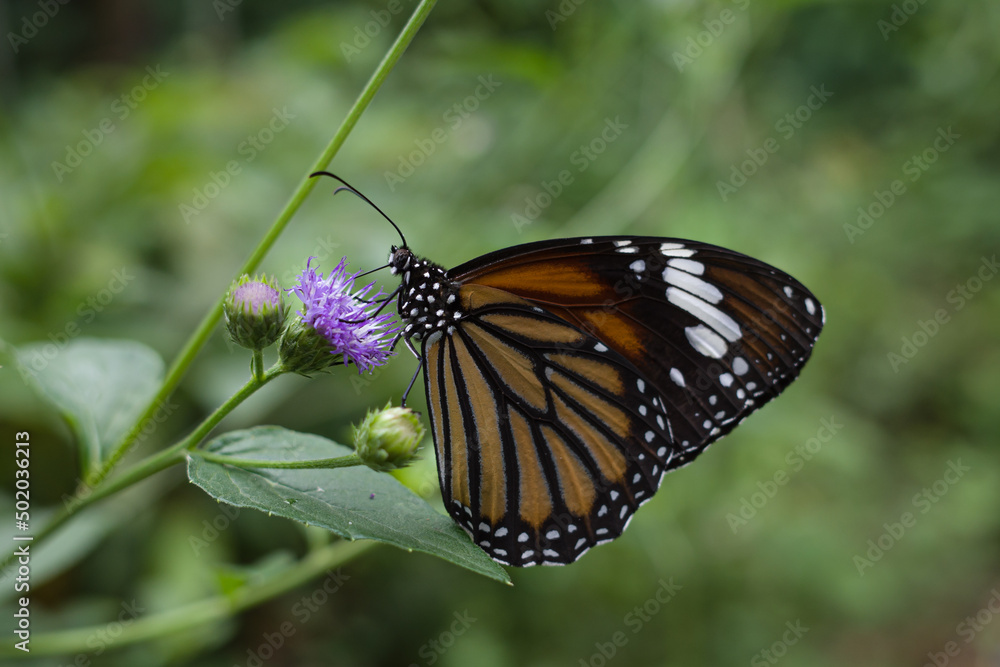 monarch butterfly on a flower monarch butterfly on a flower
