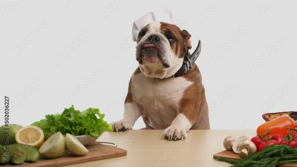 English Bulldog as a chef at the table. The English Bulldog cooks healthy food and eats only