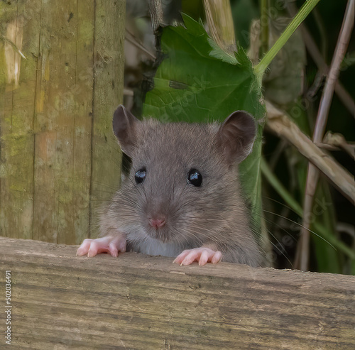 small rat looking over the fence