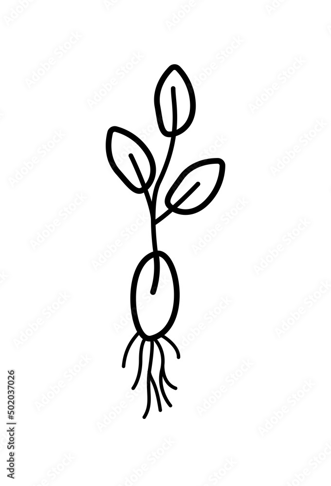 A plant sprouted from a seed with a root system, vector illustration doodle style. A plant sprouted from a seed with a root system, vector illustration doodle style.