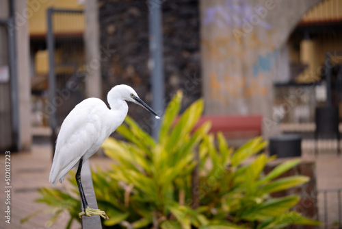 Egret Egretta garzetta - Little Egret perched on a fence in town photo