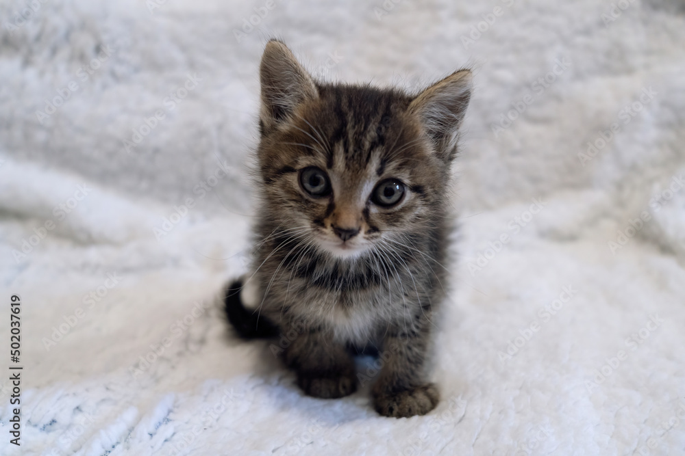 cute fluffy kitten looks at the camera. tabby kitten cute fluffy kitten looks at the camera. tabby kitten