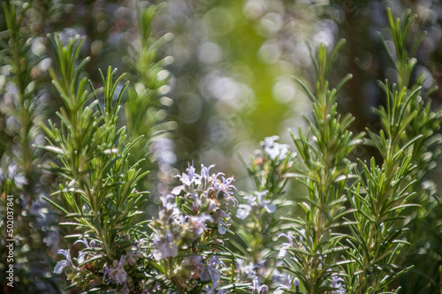 Blühender Rosmarinstrauch vor unscharfem Hintergrund