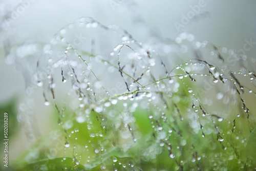 The rain on the plant  photo