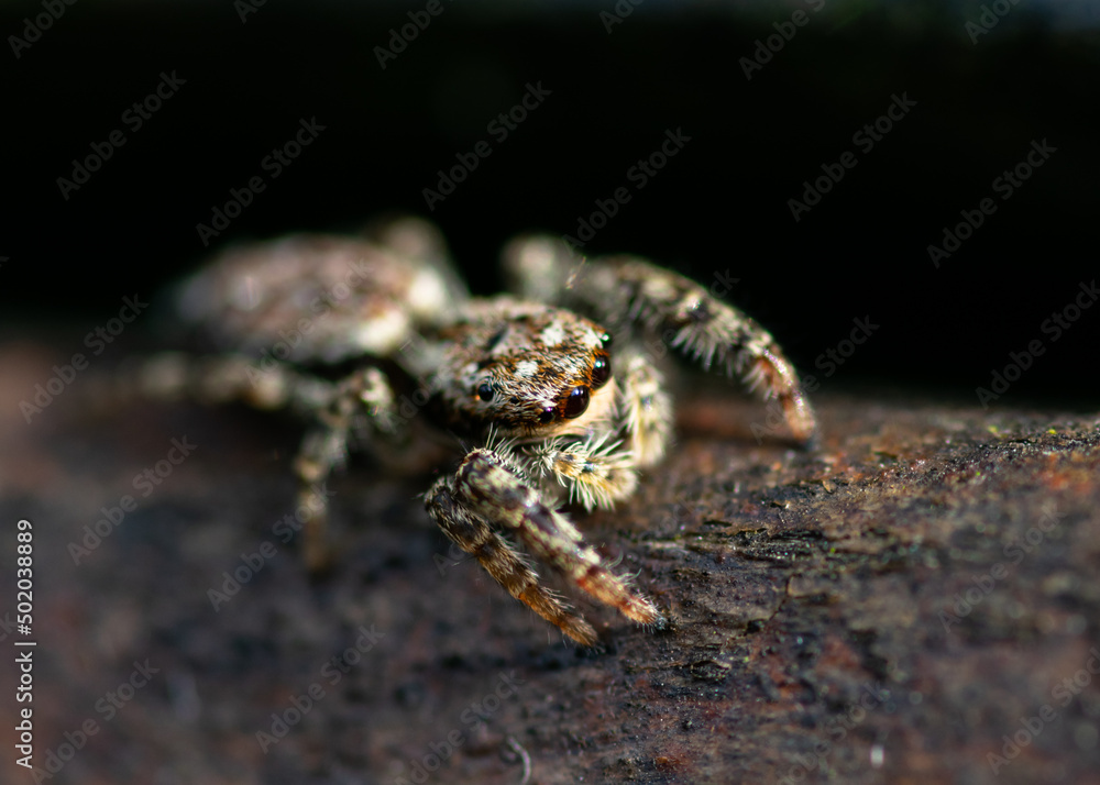 close up of an spider
