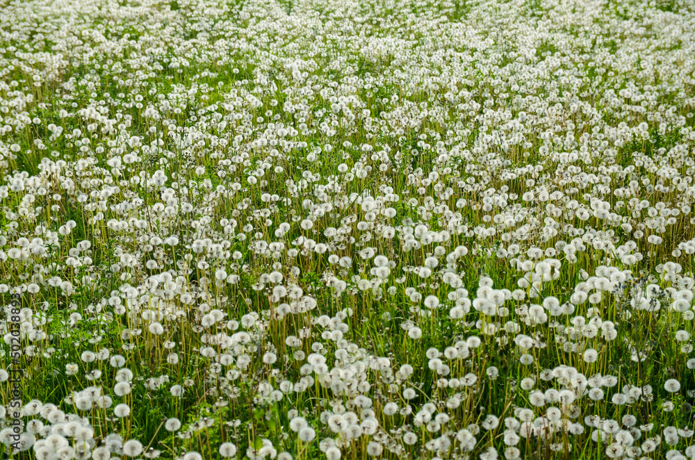 Dandelion flower on meadow. Dandelion seeds head in green field. Dandelion seed fluffy blow ball blowing in the wind.