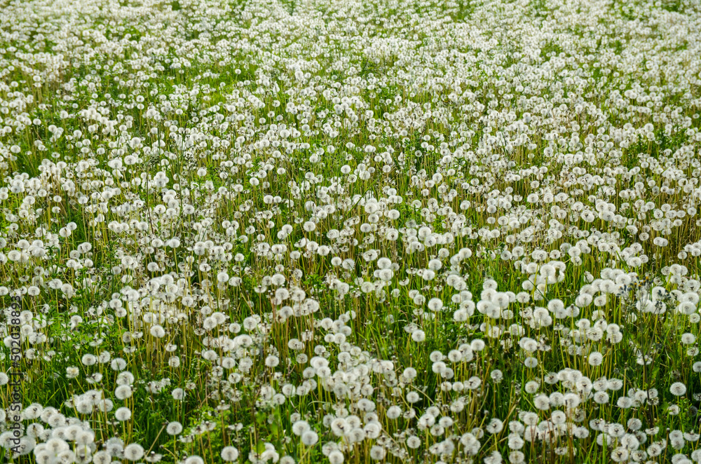 Dandelion flower on meadow. Dandelion seeds head in green field. Dandelion seed fluffy blow ball blowing in the wind. Dandelion flower on meadow. Dandelion seeds head in green field. Dandelion seed fluffy blow ball blowing in the wind.