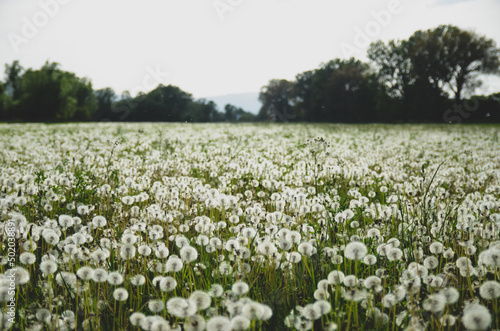 Dandelion flower on meadow. Dandelion seeds head in green field. Dandelion seed fluffy blow ball blowing in the wind.