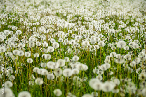 Dandelion flower on meadow. Dandelion seeds head in green field. Dandelion seed fluffy blow ball blowing in the wind.  