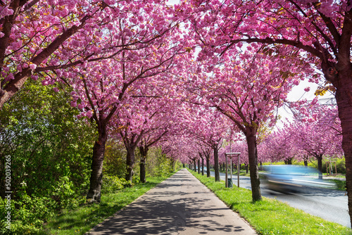 beautiful pink flowering cherry tree avenue in  Holzweg, Magdeburg, Saxony-Anhalt, Germany,  footpath under sunny arch of cherry blossoms photo