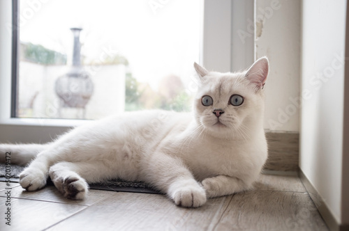 Funny cat lies in the hallway, near the glass door and looks in surprise with its big blue eyes. 