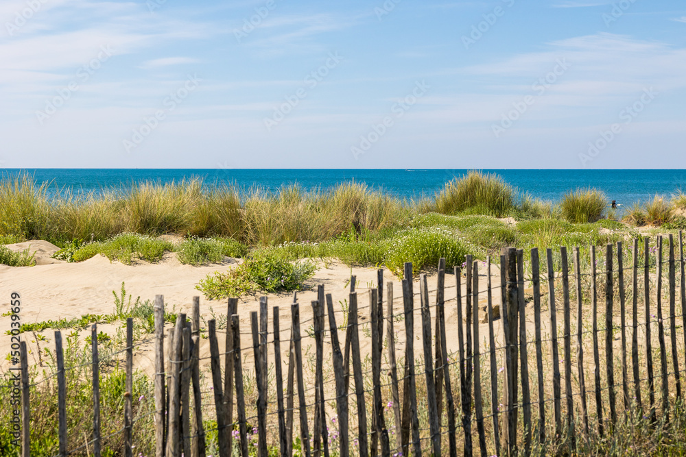 Dunes de la plage du Petit Travers de Carnon, près de Montpellier, au printemps (Occitanie, France)