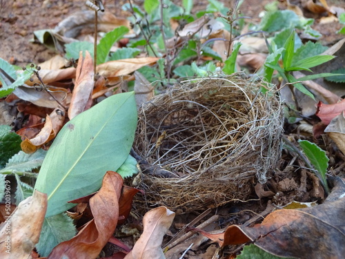 Fallen Bird Nest