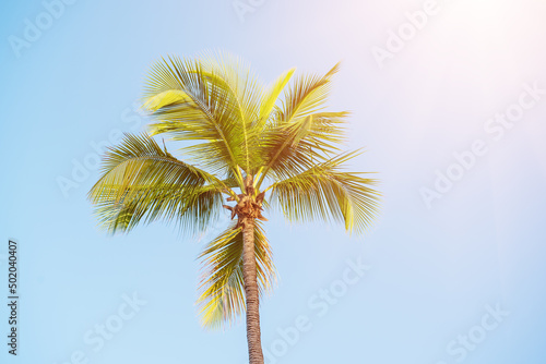 Palm tree and sky © Roxana