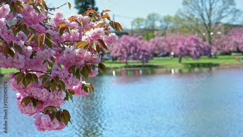 A gentle spring breeze blows a pink blooming Cherry Blossom tree. There is a pond in the background. photo