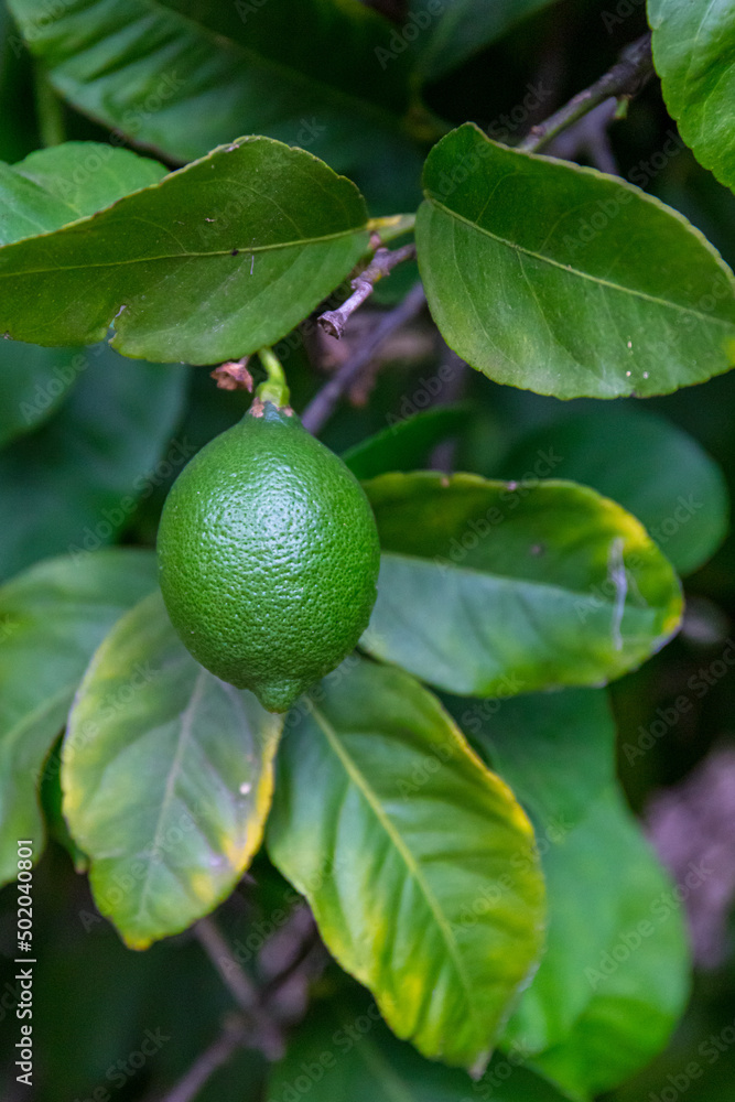 Close-up view of a large ripe lime fruit hanging on a tree branch. Citrus aurantiifolia Close-up view of a large ripe lime fruit hanging on a tree branch. Citrus aurantiifolia