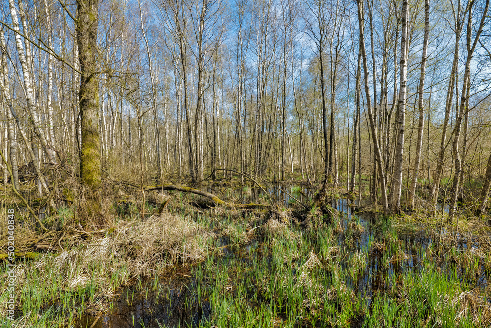 Schaalsee, Germany. The lake was declared a biosphere reserve in 2000 ...