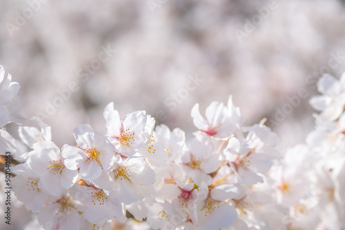 和らぎの道の桜 © TOSHI