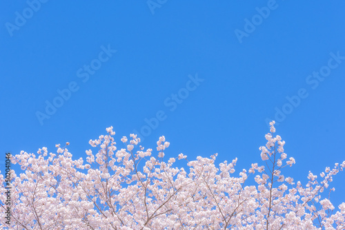 和らぎの道の桜