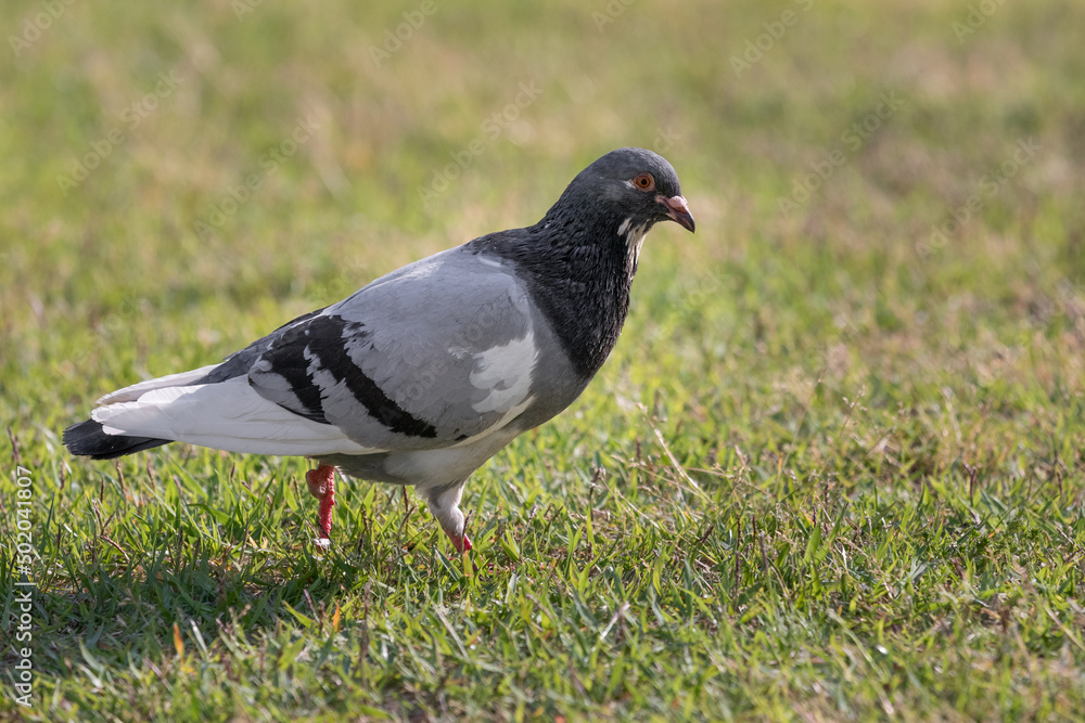 Obraz premium pigeon walking on the grass