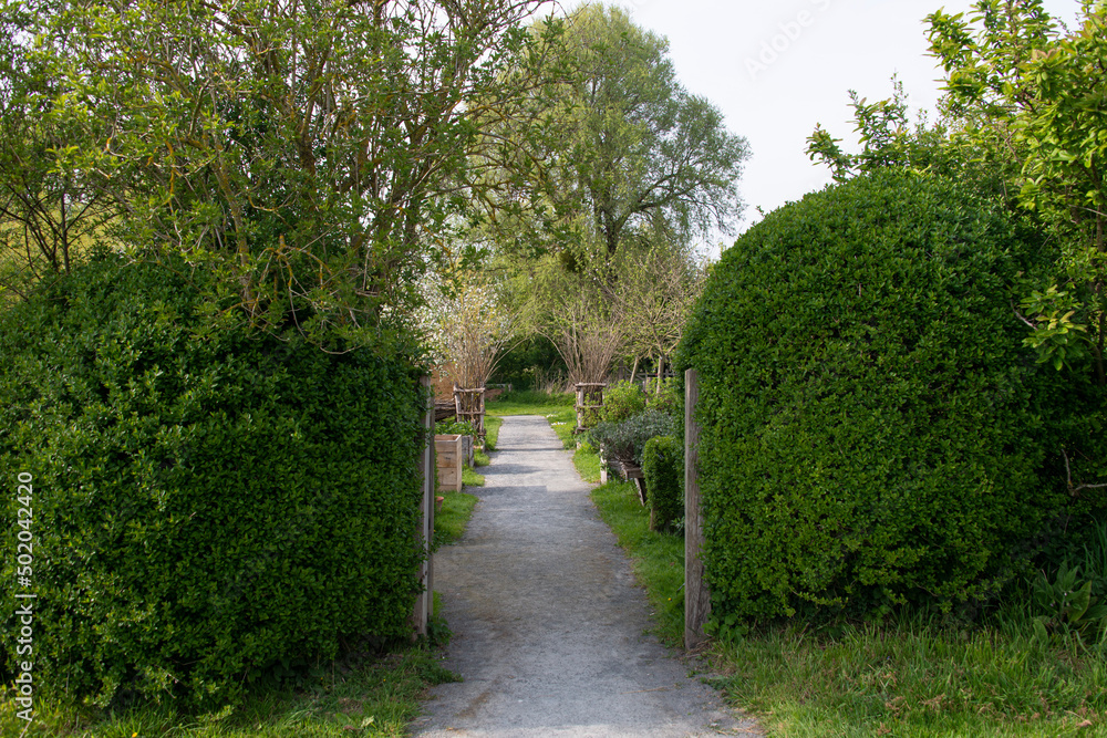 Obraz premium Le Jardin des têtards, Les marais des Ponts d'Ouve, Parc Naturel Régional des Marais du Cotentin et du Bessin, Normandie, Manche, 50