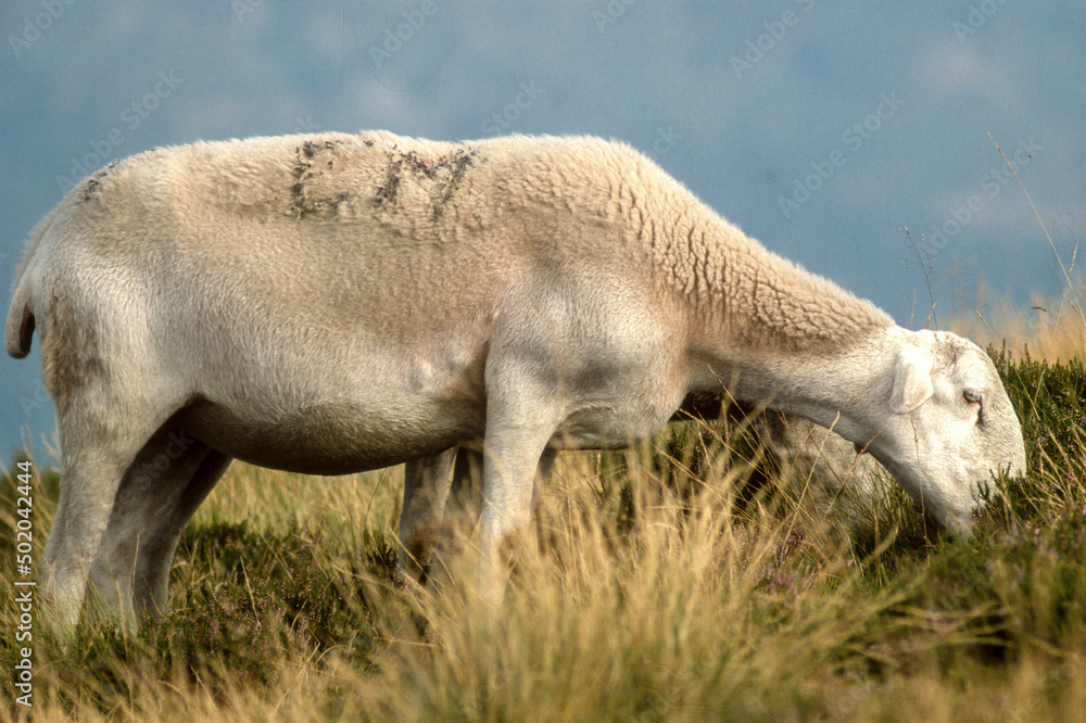 Mouton, brebis, race Lacaume, Parc naturel régional des Grands Causses, 12, Aveyron